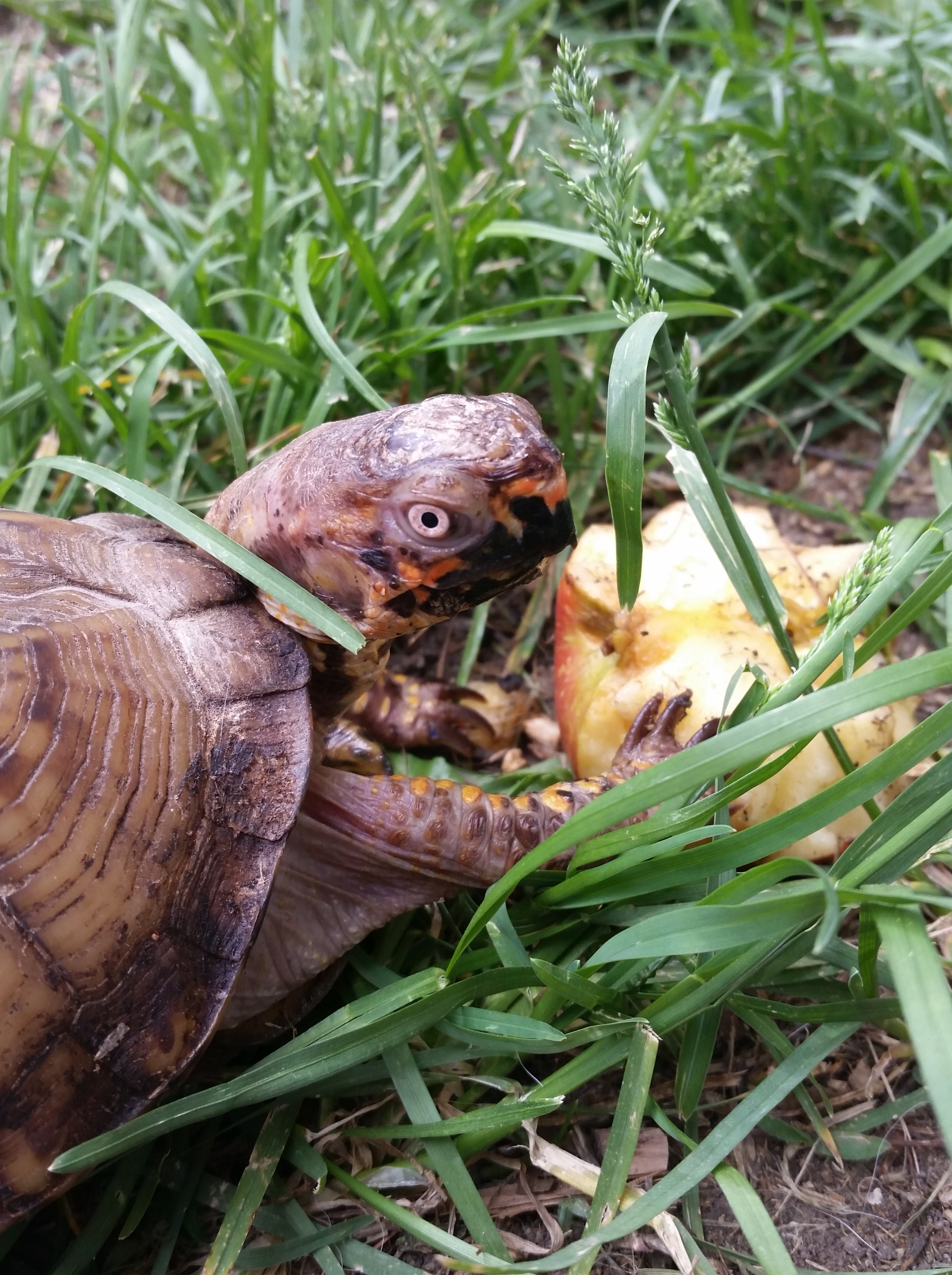 The Story of Sheldon – Willowbrook Farms Animal Sanctuary