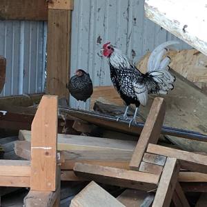 Penn Willow Woodpile